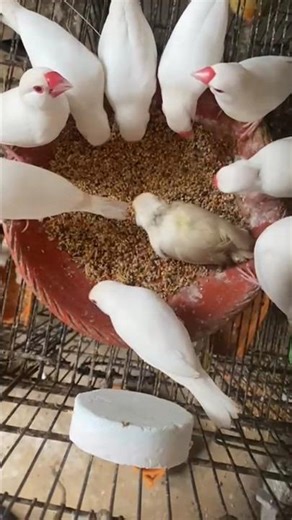 “Golden Java Dana Khata Hua | Beautiful Java Sparrow Eating Millet”