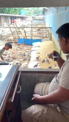 Perawatan Entok yang Efektif dan Menyenangkan