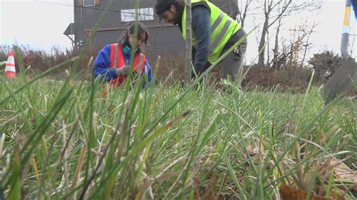 Portland's co-op tree planting program opens