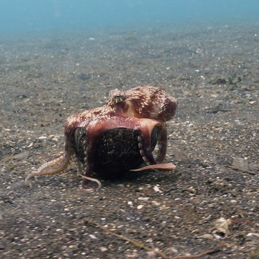 157K views · 2.1K reactions | One person’s discarded coconut shell is a coconut octopus’ (Amphioctopus marginatus) treasure. 便  These cephalopods recognize their defense limitations and will seek out hard shells to use for shelter and armor. #octopus #sealife #ocean | Science Channel | Facebook