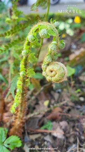 Atelier Clos Mirabel | Join us in 2026 to attend "Writing Deeply into the ‘more than human world’" taught by Pam Houston! ✨ @pamlhouston 📆 From 5 September 2026... | Instagram