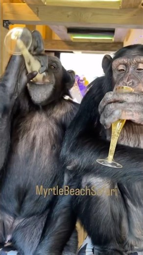 🎊 🎈Happy New Year! 🎊 🎈 it’s 🍎 apple juice 😃 #savetheapessavetheworld