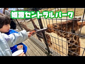マイカーでサファリパークへ！ライオンや色んな動物に会える！キリンに餌やりもしたよ！姫路セントラルパーク