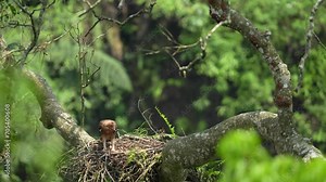 a javan hawk-eagle chick that is starting to grow up looks down from its nest in a tall tree and then begins to learn to jump