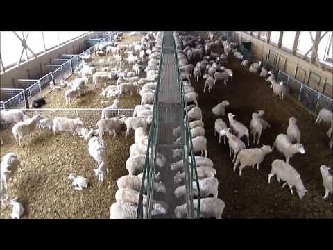 Wireless Cameras installed in Sheep Barn - Wireless Foaling - Wireless Calving Cameras