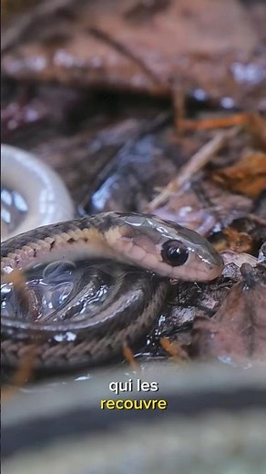 La naissance des serpents ovovivipares #quebec #wildlifebiologist #herping #snakes #ovovivipare