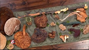 Minnesota Mushrooms