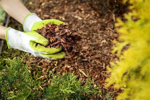 Expert reveals how mulching can nourish and protect your garden
