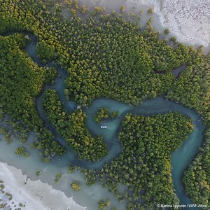 22K views · 792 reactions | WWF is proud to announce a new partnership with the Bezos Earth Fund to harness the power of nature to stabilize the #climatecrisis. Learn more: https://wwf.to/32P0f8g | World Wildlife Fund | Facebook