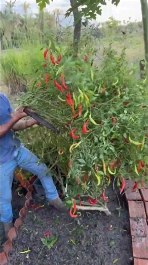 Banyak yang Nyesek Lihat Ini… Pohon Cabai Subur Malah Ditebang Habis!