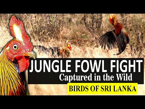 JUNGLE FOWLS FIGHT!!! | Gallus lafayettii | Birds of Sri Lanka