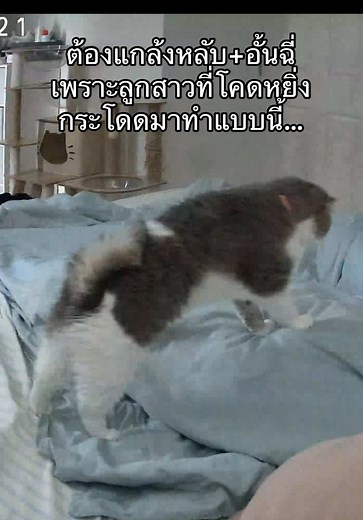 รักนะแต่ไม่แสดงออกให้เห็นต่อหน้าหรอกนะ แอบมานวดเท่านั้น #fyp #แมวน่ารัก #แมวนวด