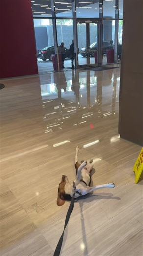 It’s EVERY DAY I can’t #beagle #puppy #miami | beagles