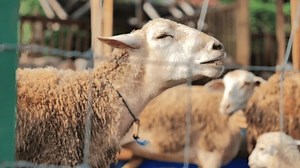 Sheep Coughing Sick Traditional Barn On Stock Footage Video (100% Royalty-free) 1108912295 | Shutterstock