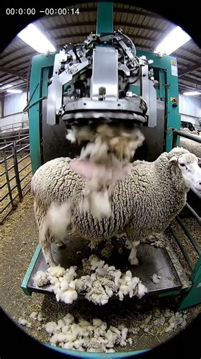 Ultra-Satisfying RAW CCTV Sheep Shearing | ASMR Full Process 🐑⚙️ #cctv #farming #sheepfarming #sheep