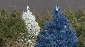 Spray-Painting Christmas Trees for the Holiday Season
