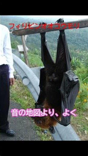 フィリピンオオコウモリとはどんな生き物か