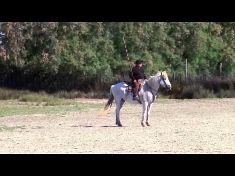 Manade Raynaud Camargue