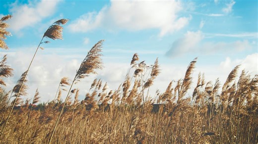 7 Macam Macam Angin Lokal di Indonesia dan Faktor yang Mempengaruhinya