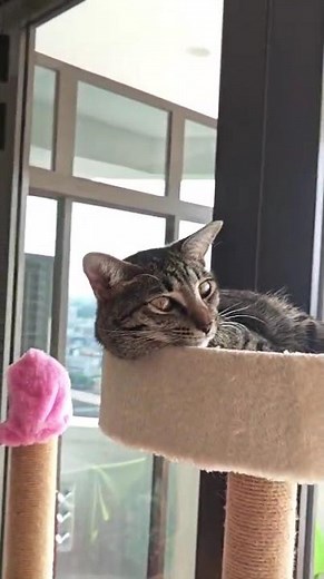 Domestic Short Hair Cat For Adoption - 1 Year 5 Months, Lana The Tabby Princess from Kuala..
