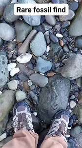 14K views · 260 reactions | One of my rarest fossils yet! #fossil #neezealand #RareFind | Mamlambo | Facebook