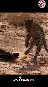 Fearless Honey Badger! 🦡🔥 Meet the jungle’s ultimate gangster – Honey Badger! 🦡 Fearless, unstoppable, and daring to fight even the deadliest predators. From eating scorpions for breakfast to surviving cobra venom, Honey Badger lives life like a rebel. Discover why it’s called the boldest and smartest animal in the wild. #HoneyBadger #itvscience #FearlessAnimal #fbreels #viralreels #honeybadgervslion #WildlifeReels Honey Badger, fearless animal, jungle king, wildlife facts, brave wildlife, wi