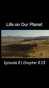 9.1K views · 331 reactions | Life on Our Planet | Season 1 Episode 8 | Age of Ice and Fire Chapter 8.25 | Prehistory, Nature and Science | Facebook