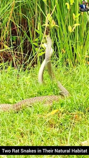Two Rat Snakes in Their Natural Habitat #snake #wildliferescue #wildlifeentertainment #rescueefforts