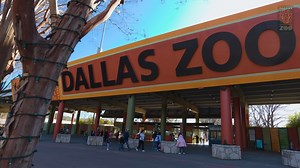 7K views · 234 reactions | As 2022 comes to a close, let’s sit back and look at some of our favorite moments from this year. We’ve had an incredible year filled with spots, stripes, ear wiggles, and so much more! Thank you all for your endless support. ❤️ Share with us in the comments your best memories from the Dallas Zoo. | Dallas Zoo | Facebook