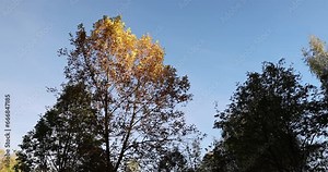 yellowing foliage on ash trees in autumn weather, ash tree during the autumn season before leaf fall