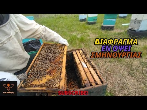 Διάφραγμα στα Μελίσσια εν όψει Σμηνουργίας (17/04 )| Άνοιξη 25' | Μελισσοκομία Όναρ