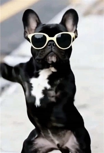 Amazing Dancing Dogs That Will Impress You