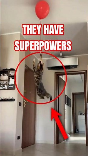 Cats vs Dogs: Facts You Won’t Believe 😳🐶🐱 #dogs #cats #uspetlovers #funfacts #doglife #catfacts