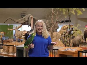 Creature Feature Blue fronted Amazon Parrot