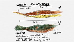 Le serpent « Langaha madagascariensis » - Naturevolution