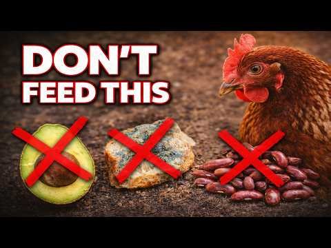 What Chickens Can’t Eat (Full Dangerous Foods List)