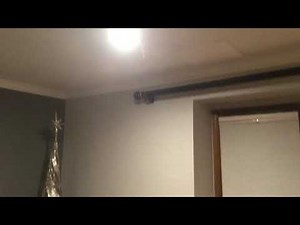 Stink bug flying around