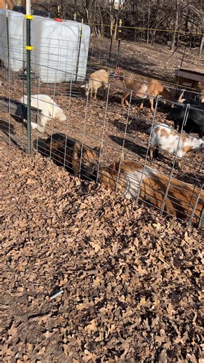 8.1K views · 564 reactions | livestock Guardian dogs breaking up the fights on the farm!! #farmlife #eddyfamilyfarm #dogslife | Eddy Family Farm | Facebook