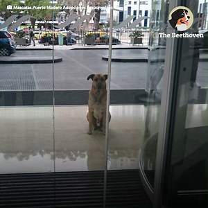 24K views · 1.5K reactions | Street dog falls in love with woman and doesnt leave her hotel door.♥️ | Hope For Pets | Facebook