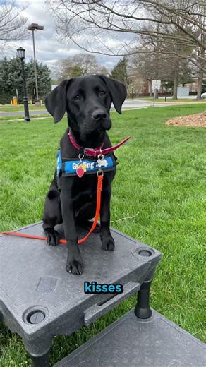 Guide Dog Java