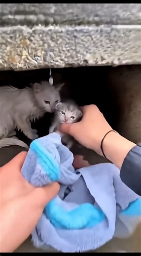 Mother Cat Swims Through Flood to Feed Her Kittens Until a Rescuer Saves Them | Baby Cat