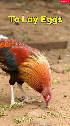 How Does a Chicken Lay An Egg Almost Everyday?.