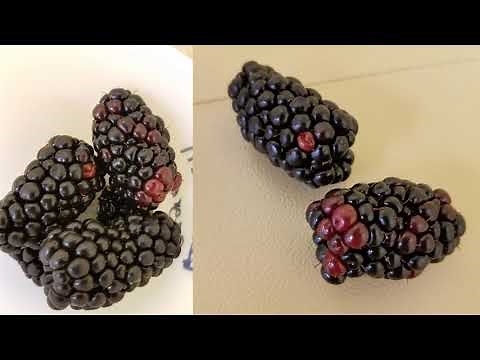 Blackberry Fruit Disorders