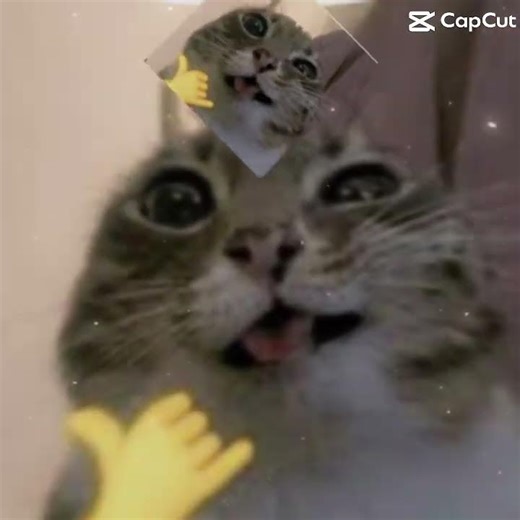 Every famous meme cats