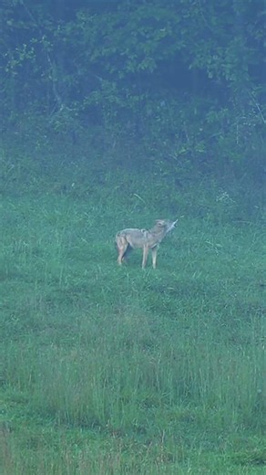 Fox getting scared 😨. #hunting #загоннаяохота #foxhunting #deer #весенняяохота #chasse #caccia