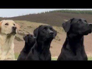 The Official Guide to Dogs mating and fighting with femal