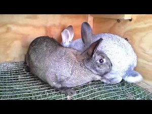 Rabbit mating