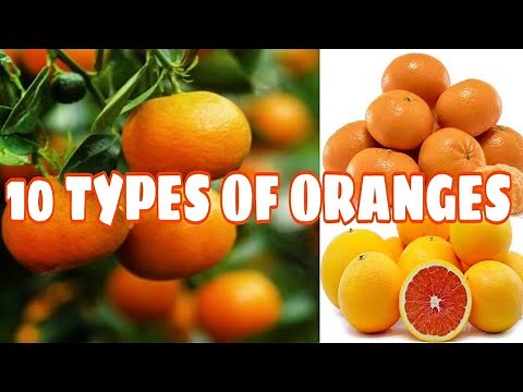 10 TYPES OF ORANGES || #Oranges #typesoforanges #IndayLynne