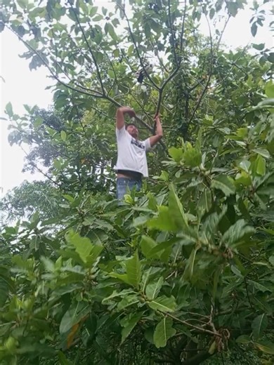 Effective Techniques for Catching Pigeons