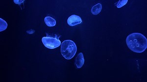 Download Jellyfish Swimming 4k for free